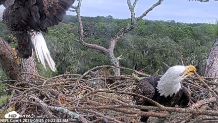 NE Florida Eagles Live Webcam - Sep 25, 2026, 9:23am EDT