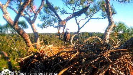 NE Florida Eagles Live Webcam - Oct 13, 2026, 9:22am EDT