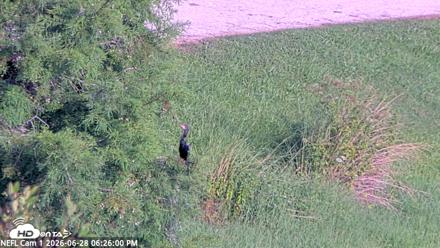 NE Florida Eagles Live Webcam - Jun 28, 2026, 6:26pm EDT