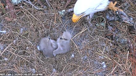 NE Florida Eagles Live Webcam - Jan 5, 2026, 7:10am EST