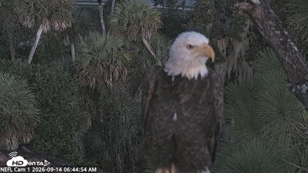 NE Florida Eagles Live Webcam - Sep 14, 2026, 6:45am EDT