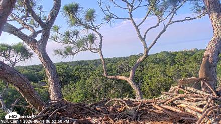NE Florida Eagles Live Webcam - Jun 11, 2026, 6:54pm EDT