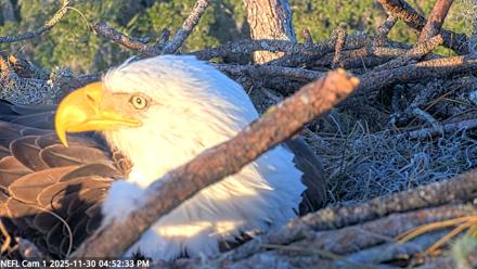 NE Florida Eagles Live Webcam - Nov 30, 2025, 4:53pm EST