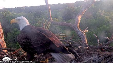 NE Florida Eagles Live Webcam - Apr 22, 2026, 7:01am EDT