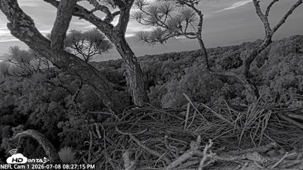 NE Florida Eagles Live Webcam - Jul 8, 2026, 8:28pm EDT