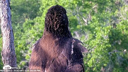 NE Florida Eagles Live Webcam - Apr 13, 2026, 5:31pm EDT