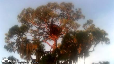 NE Florida Eagles Live Webcam - Sep 27, 2026, 7:28am EDT
