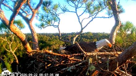 NE Florida Eagles Live Webcam - Sep 22, 2026, 8:08am EDT