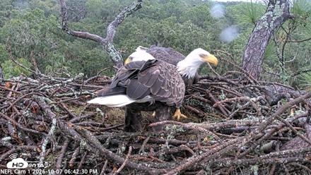 NE Florida Eagles Live Webcam - Oct 7, 2026, 6:43pm EDT