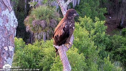 NE Florida Eagles Live Webcam - Apr 13, 2026, 7:27pm EDT