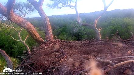 NE Florida Eagles Live Webcam - Apr 11, 2026, 7:12am EDT