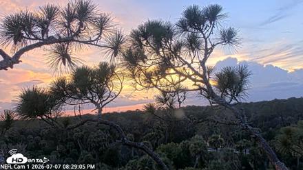 NE Florida Eagles Live Webcam - Jul 7, 2026, 8:30pm EDT