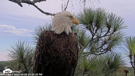 NE Florida Eagles Live Webcam - Sep 6, 2026, 5:46pm EDT