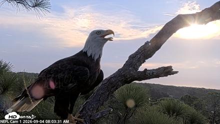 NE Florida Eagles Live Webcam - Sep 4, 2026, 8:04am EDT