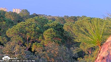 NE Florida Eagles Live Webcam - Aug 11, 2026, 7:53pm EDT
