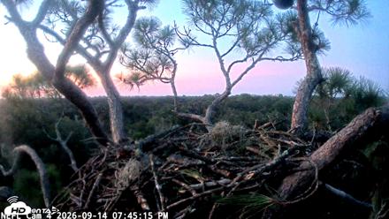 NE Florida Eagles Live Webcam - Sep 14, 2026, 7:46pm EDT