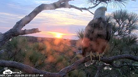 NE Florida Eagles Live Webcam - Sep 29, 2026, 7:24am EDT