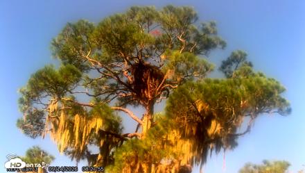 NE Florida Eagles Live Webcam - Sep 14, 2026, 8:29am EDT