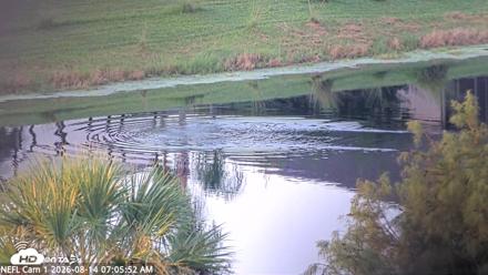 NE Florida Eagles Live Webcam - Aug 14, 2026, 7:06am EDT