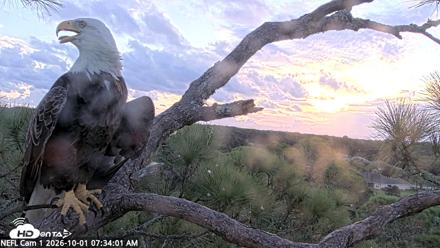 NE Florida Eagles Live Webcam - Oct 1, 2026, 7:34am EDT