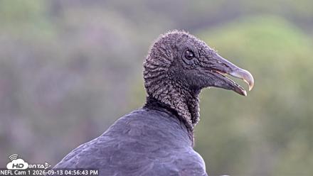 NE Florida Eagles Live Webcam - Sep 13, 2026, 4:57pm EDT
