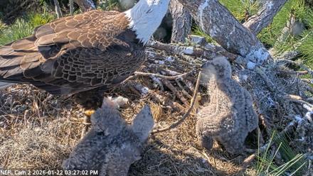 NE Florida Eagles Live Webcam - Jan 22, 2026, 3:27pm EST