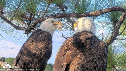 NE Florida Eagles Live Webcam - Sep 7, 2026, 7:50am EDT