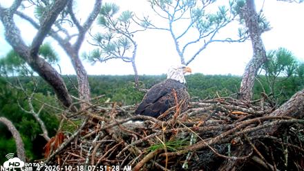 NE Florida Eagles Live Webcam - Oct 18, 2026, 7:52am EDT