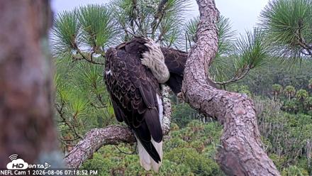 NE Florida Eagles Live Webcam - Aug 6, 2026, 7:19pm EDT