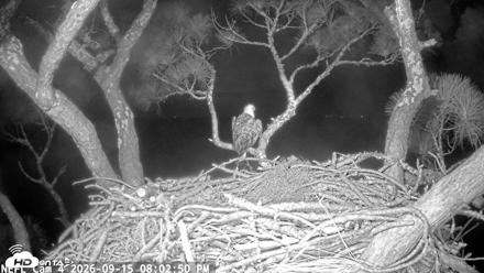 NE Florida Eagles Live Webcam - Sep 15, 2026, 8:03pm EDT