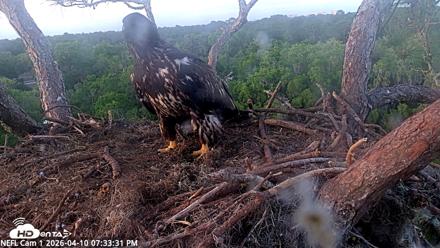 NE Florida Eagles Live Webcam - Apr 10, 2026, 7:34pm EDT