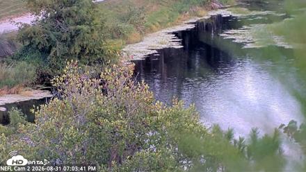 NE Florida Eagles Live Webcam - Aug 31, 2026, 7:04pm EDT