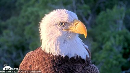 NE Florida Eagles Live Webcam - Apr 16, 2026, 7:28pm EDT