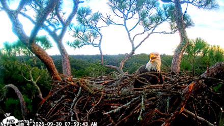 NE Florida Eagles Live Webcam - Sep 30, 2026, 8:00am EDT
