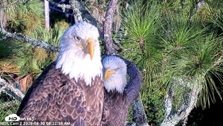 NE Florida Eagles Live Webcam - Aug 30, 2026, 8:23am EDT