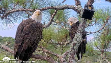 NE Florida Eagles Live Webcam - Sep 4, 2026, 10:31am EDT