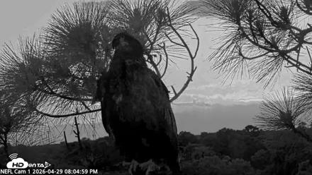 NE Florida Eagles Live Webcam - Apr 29, 2026, 8:05pm EDT
