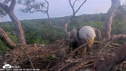 NE Florida Eagles Live Webcam - Apr 19, 2026, 8:27am EDT