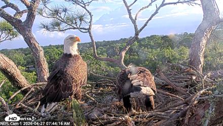 NE Florida Eagles Live Webcam - Apr 27, 2026, 7:45am EDT