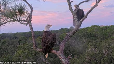 NE Florida Eagles Live Webcam - Sep 18, 2025, 7:24pm EDT