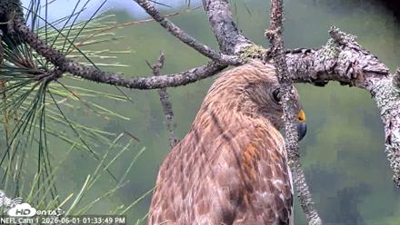 NE Florida Eagles Live Webcam - Jun 1, 2026, 1:34pm EDT