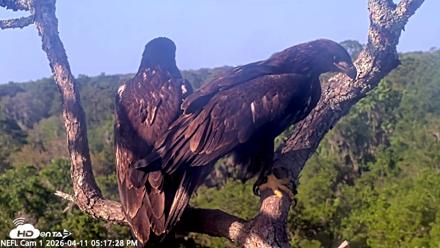 NE Florida Eagles Live Webcam - Apr 11, 2026, 5:18pm EDT