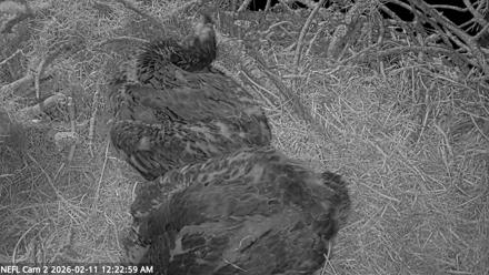 NE Florida Eagles Live Webcam - Feb 11, 2026, 12:23am EST