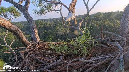 NE Florida Eagles Live Webcam - Aug 7, 2026, 7:23am EDT