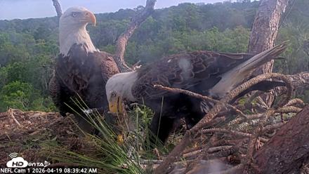 NE Florida Eagles Live Webcam - Apr 19, 2026, 8:40am EDT