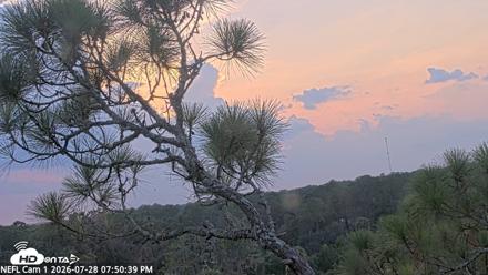 NE Florida Eagles Live Webcam - Jul 28, 2026, 7:51pm EDT