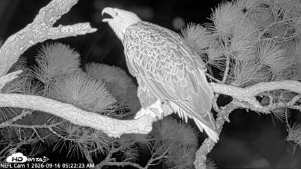 NE Florida Eagles Live Webcam - Sep 16, 2026, 5:23am EDT
