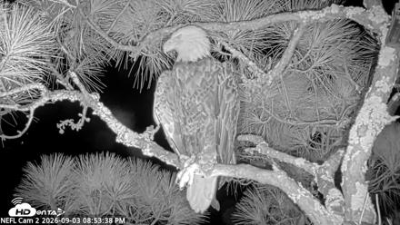 NE Florida Eagles Live Webcam - Sep 3, 2026, 8:54pm EDT