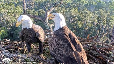 NE Florida Eagles Live Webcam - Sep 13, 2026, 8:24am EDT