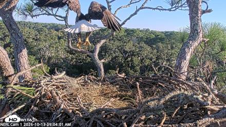 NE Florida Eagles Live Webcam - Oct 13, 2026, 9:05am EDT